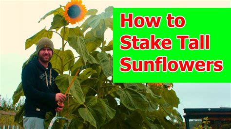 How to Stake Tall Sunflowers and Vegetables .